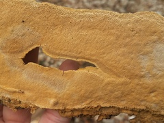 Perenniporia tenuis