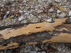 Perenniporia tenuis