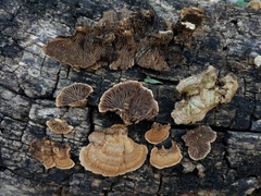 Gloeophyllum striatum