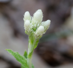 Antennaria parlinii