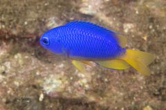 Neon Damselfish photo 2