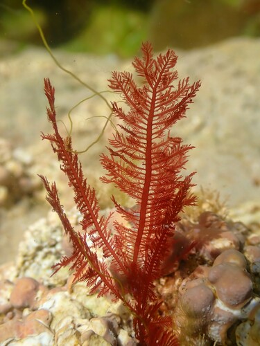 Ptilota gunneri observed 2023-06-26
