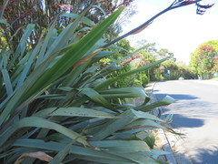 Phormium tenax