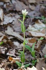 Antennaria parlinii