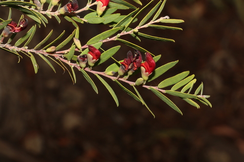 Image of Bossiaea rupicola by (c) Greg Tasney, some rights reserved (CC BY-SA)