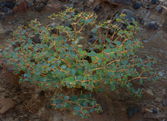 Euphorbia perennans