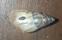 Drymaeus semistriatus