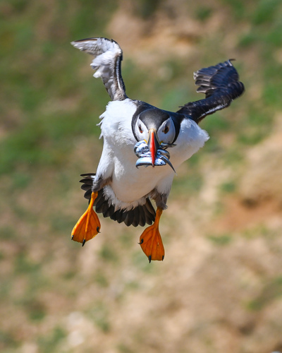 Puffin
