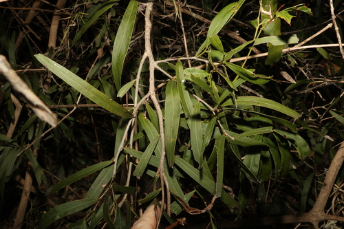 Image of Acacia fasciculifera by (c) Greg Tasney, some rights reserved (CC BY-SA)
