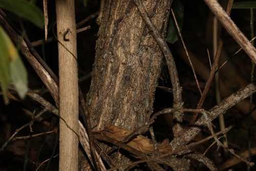 Image of Acacia fasciculifera by (c) Greg Tasney, some rights reserved (CC BY-SA)