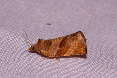 Pyrgotis eudorana