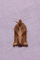 Pyrgotis eudorana