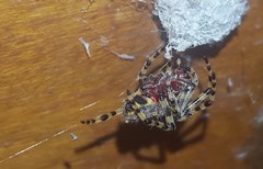 Alpaida alticeps