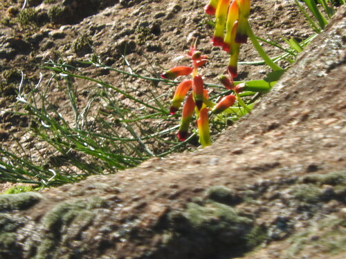 Image of Lachenalia quadricolor by (c) Noeleen du Toit, some rights reserved (CC BY-SA)