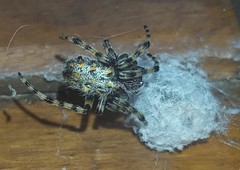 Alpaida alticeps