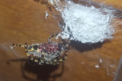 Alpaida alticeps