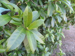 Melicytus ramiflorus ramiflorus