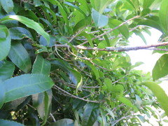 Melicytus ramiflorus ramiflorus