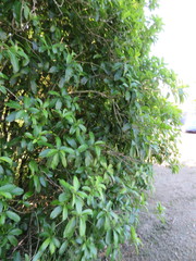 Melicytus ramiflorus ramiflorus