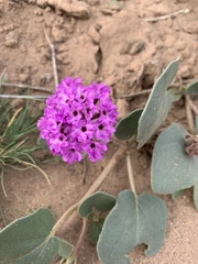 Abronia angustifolia