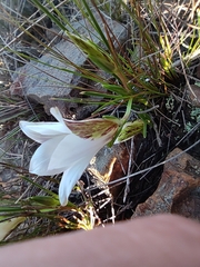 Romulea schlechteri