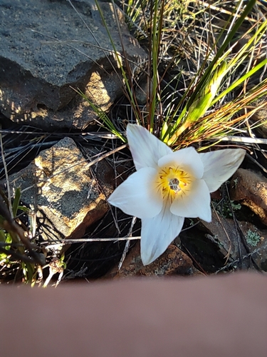 Image of Romulea schlechteri by (c) Seth Musker, some rights reserved (CC BY)