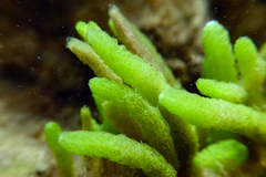 Caulerpa crispata
