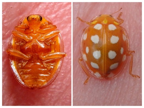 Orange Ladybird