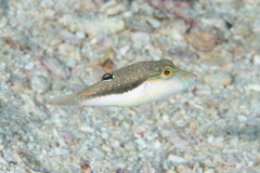 Canthigaster bennetti
