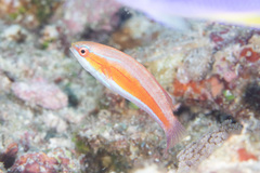 Paracheilinus rubricaudalis