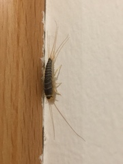 Ctenolepisma longicaudatum