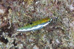 Thalassoma quinquevittatum