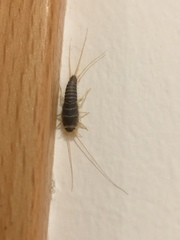Ctenolepisma longicaudatum