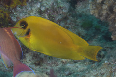 Acanthurus pyroferus
