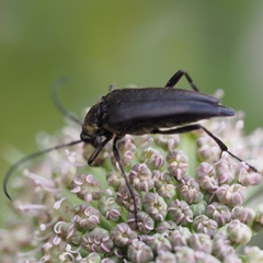 Pedostrangalia pubescens