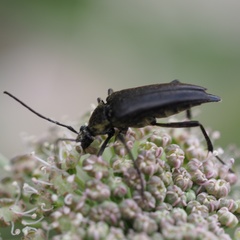 Pedostrangalia pubescens