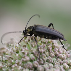 Pedostrangalia pubescens