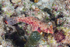 Synchiropus morrisoni