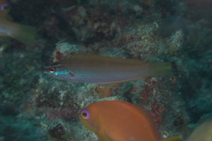 Pseudocoris yamashiroi