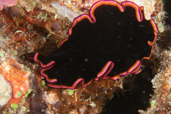 Pseudobiceros gloriosus