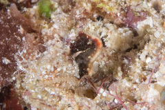 Hippocampus pontohi