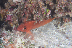 Cyprinocirrhites polyactis