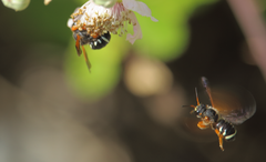 Notanthidium steloides