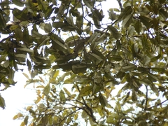 Shorea inappendiculata