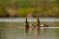Common Pochard photo 6