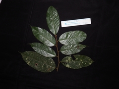 Shorea inappendiculata