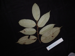 Shorea inappendiculata