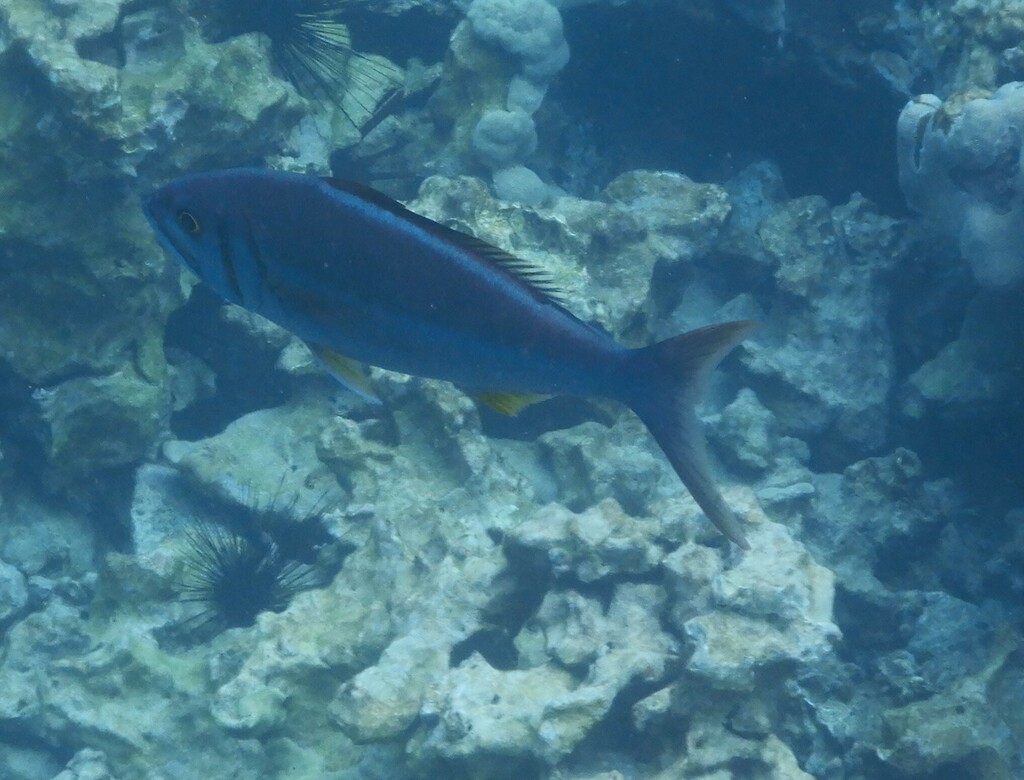 Smalltooth jobfish (Aphareus furca) — Lutjanidae