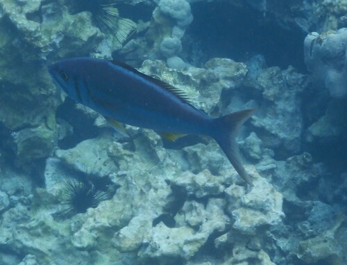 Smalltooth jobfish (Aphareus furca) — Lutjanidae