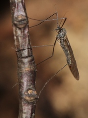 Trichocera regelationis
